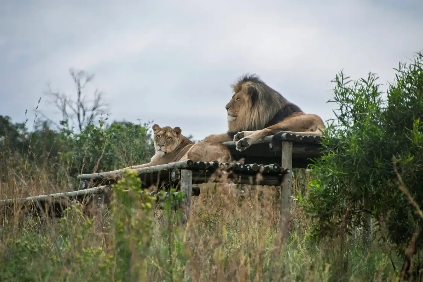 Twee leeuwen liggen naast elkaar in een reservaat in Afrika.