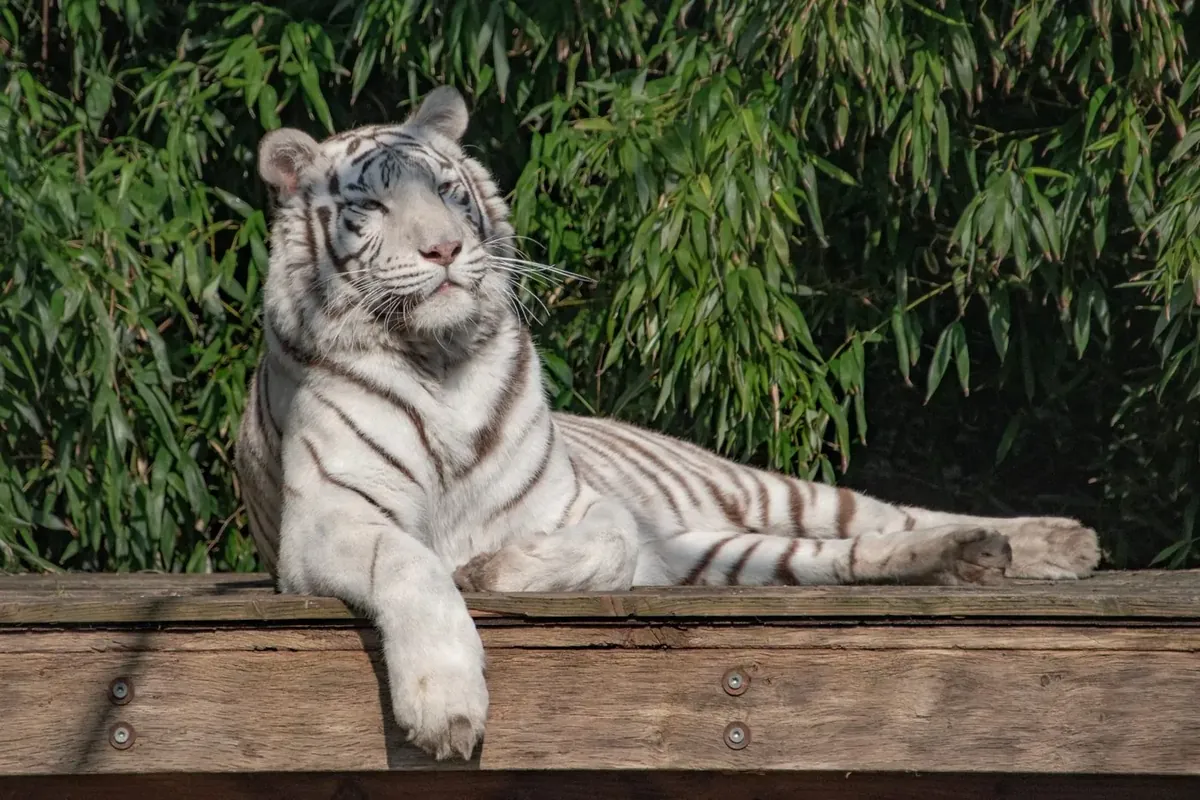 Een tijger in het opvangcentrum van Stichting Leeuw.