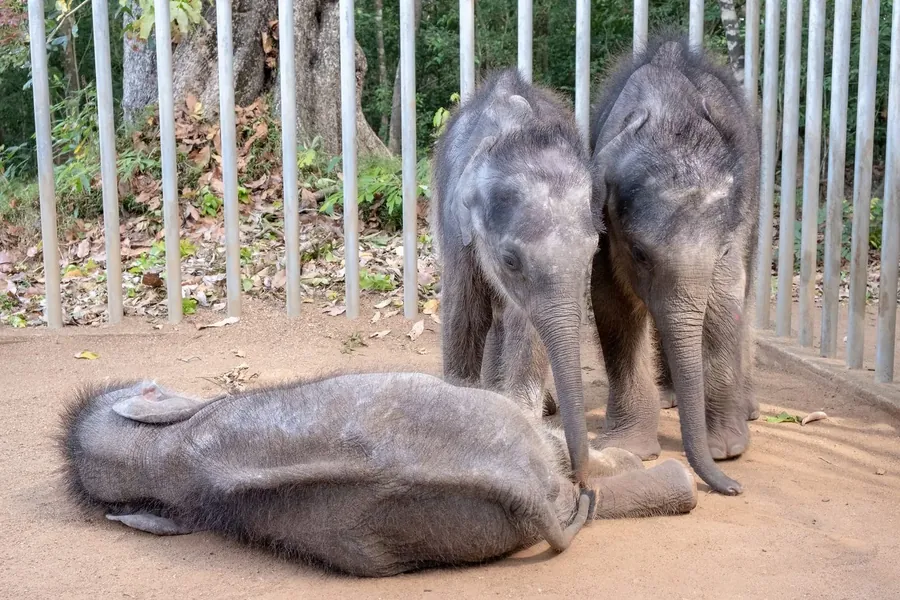 Jonge olifanten worden verzorgd in het opvangcentrum op Sri Lanka.