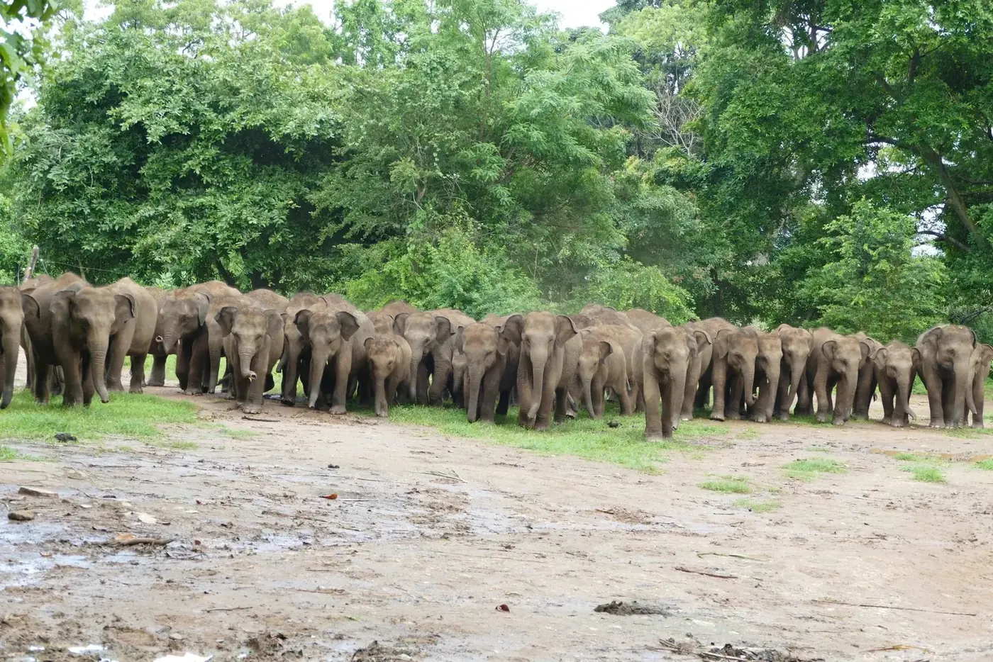 Een grote groep jonge olifanten loopt in een rij over een zandpad langs de bosrand.
